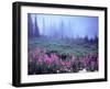 Foggy Alpine Meadow, Mt. Rainier National Park, Washington, USA-Janell Davidson-Framed Premium Photographic Print