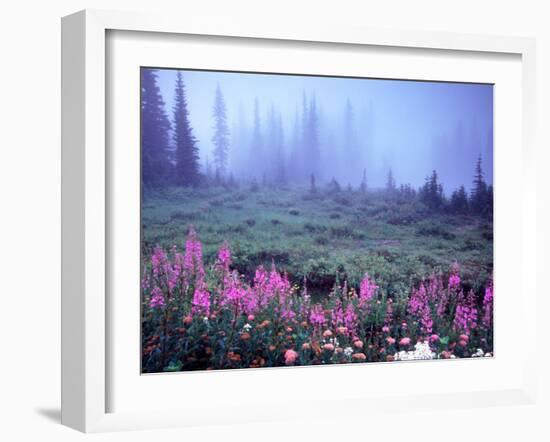 Foggy Alpine Meadow, Mt. Rainier National Park, Washington, USA-Janell Davidson-Framed Premium Photographic Print