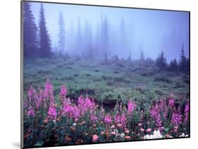 Foggy Alpine Meadow, Mt. Rainier National Park, Washington, USA-Janell Davidson-Mounted Premium Photographic Print