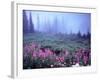 Foggy Alpine Meadow, Mt. Rainier National Park, Washington, USA-Janell Davidson-Framed Photographic Print