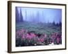 Foggy Alpine Meadow, Mt. Rainier National Park, Washington, USA-Janell Davidson-Framed Photographic Print