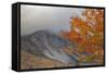 Foggy Autumn Design at White Mountain, New Hampshire-Vincent James-Framed Stretched Canvas