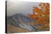 Foggy Autumn Design at White Mountain, New Hampshire-Vincent James-Stretched Canvas