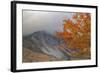 Foggy Autumn Design at White Mountain, New Hampshire-Vincent James-Framed Photographic Print