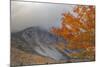 Foggy Autumn Design at White Mountain, New Hampshire-Vincent James-Mounted Photographic Print