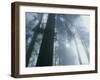 Foggy Dawn in Lady Bird Grove, Del Norte County, Redwood National Park, California-Kevin Schafer-Framed Photographic Print