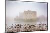 Foggy day in the park surrounding Leeds Castle, Kent, England, United Kingdom, Europe-Nagy Melinda-Mounted Photographic Print