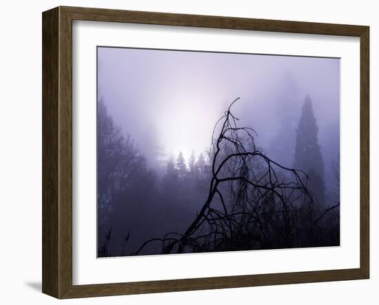 Foggy Day with Trees-Sharon Wish-Framed Photographic Print