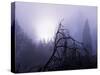 Foggy Day with Trees-Sharon Wish-Stretched Canvas