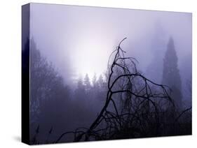 Foggy Day with Trees-Sharon Wish-Stretched Canvas