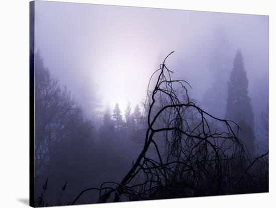 Foggy Day with Trees-Sharon Wish-Stretched Canvas