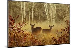 Foggy Deer-Chris Vest-Mounted Art Print