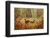 Foggy Deer-Chris Vest-Framed Art Print