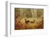 Foggy Deer-Chris Vest-Framed Art Print