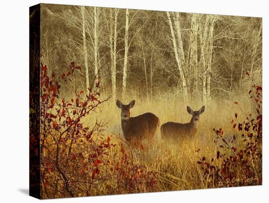 Foggy Deer-Chris Vest-Stretched Canvas