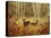 Foggy Deer-Chris Vest-Stretched Canvas