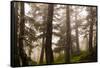 Foggy forest scene, Tongass National Forest, Alaska-Mark A Johnson-Framed Stretched Canvas