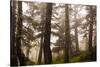 Foggy forest scene, Tongass National Forest, Alaska-Mark A Johnson-Stretched Canvas