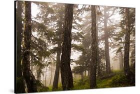 Foggy forest scene, Tongass National Forest, Alaska-Mark A Johnson-Stretched Canvas