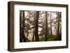 Foggy forest scene, Tongass National Forest, Alaska-Mark A Johnson-Framed Photographic Print