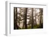 Foggy forest scene, Tongass National Forest, Alaska-Mark A Johnson-Framed Photographic Print