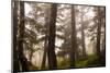 Foggy forest scene, Tongass National Forest, Alaska-Mark A Johnson-Mounted Photographic Print