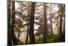 Foggy forest scene, Tongass National Forest, Alaska-Mark A Johnson-Mounted Photographic Print