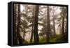 Foggy forest scene, Tongass National Forest, Alaska-Mark A Johnson-Framed Stretched Canvas