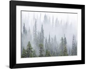 Foggy Forest-Don Paulson-Framed Giclee Print