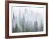 Foggy Forest-Don Paulson-Framed Giclee Print