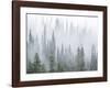 Foggy Forest-Don Paulson-Framed Giclee Print