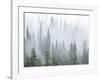 Foggy Forest-Don Paulson-Framed Giclee Print