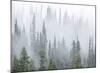 Foggy Forest-Don Paulson-Mounted Giclee Print