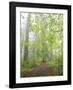 Foggy Forest-Don Paulson-Framed Giclee Print