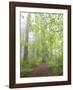 Foggy Forest-Don Paulson-Framed Giclee Print