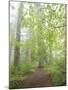 Foggy Forest-Don Paulson-Mounted Giclee Print