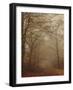 Foggy Forest-Peter Polter-Framed Photographic Print