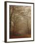 Foggy Forest-Peter Polter-Framed Photographic Print