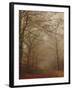 Foggy Forest-Peter Polter-Framed Photographic Print