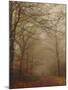 Foggy Forest-Peter Polter-Mounted Photographic Print