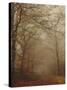 Foggy Forest-Peter Polter-Stretched Canvas