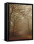 Foggy Forest-Peter Polter-Framed Stretched Canvas