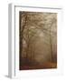 Foggy Forest-Peter Polter-Framed Premium Photographic Print