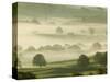 Foggy Grassland-Ashley Cooper-Stretched Canvas