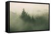 Foggy Green, Trees in Fog at Mount Tam, Bay Area, San Francisco-Vincent James-Framed Stretched Canvas