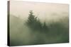 Foggy Green, Trees in Fog at Mount Tam, Bay Area, San Francisco-Vincent James-Stretched Canvas