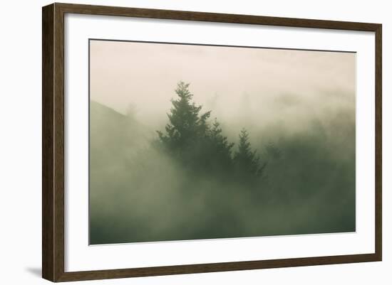 Foggy Green, Trees in Fog at Mount Tam, Bay Area, San Francisco-Vincent James-Framed Photographic Print