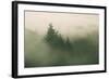 Foggy Green, Trees in Fog at Mount Tam, Bay Area, San Francisco-Vincent James-Framed Photographic Print