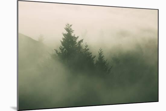 Foggy Green, Trees in Fog at Mount Tam, Bay Area, San Francisco-Vincent James-Mounted Photographic Print