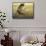 Foggy Heron I-Chris Vest-Framed Stretched Canvas displayed on a wall